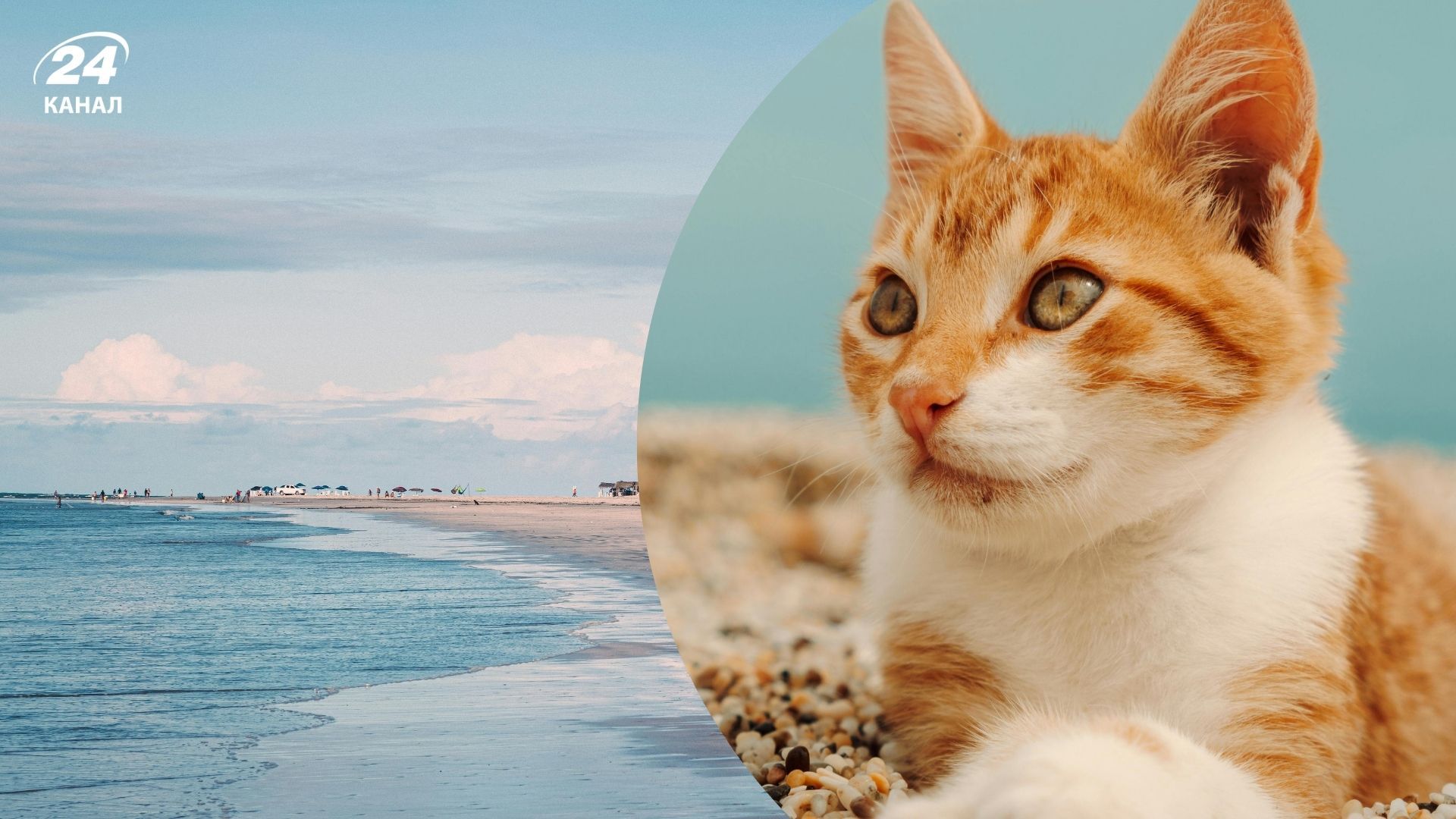 Подорож із котом на море