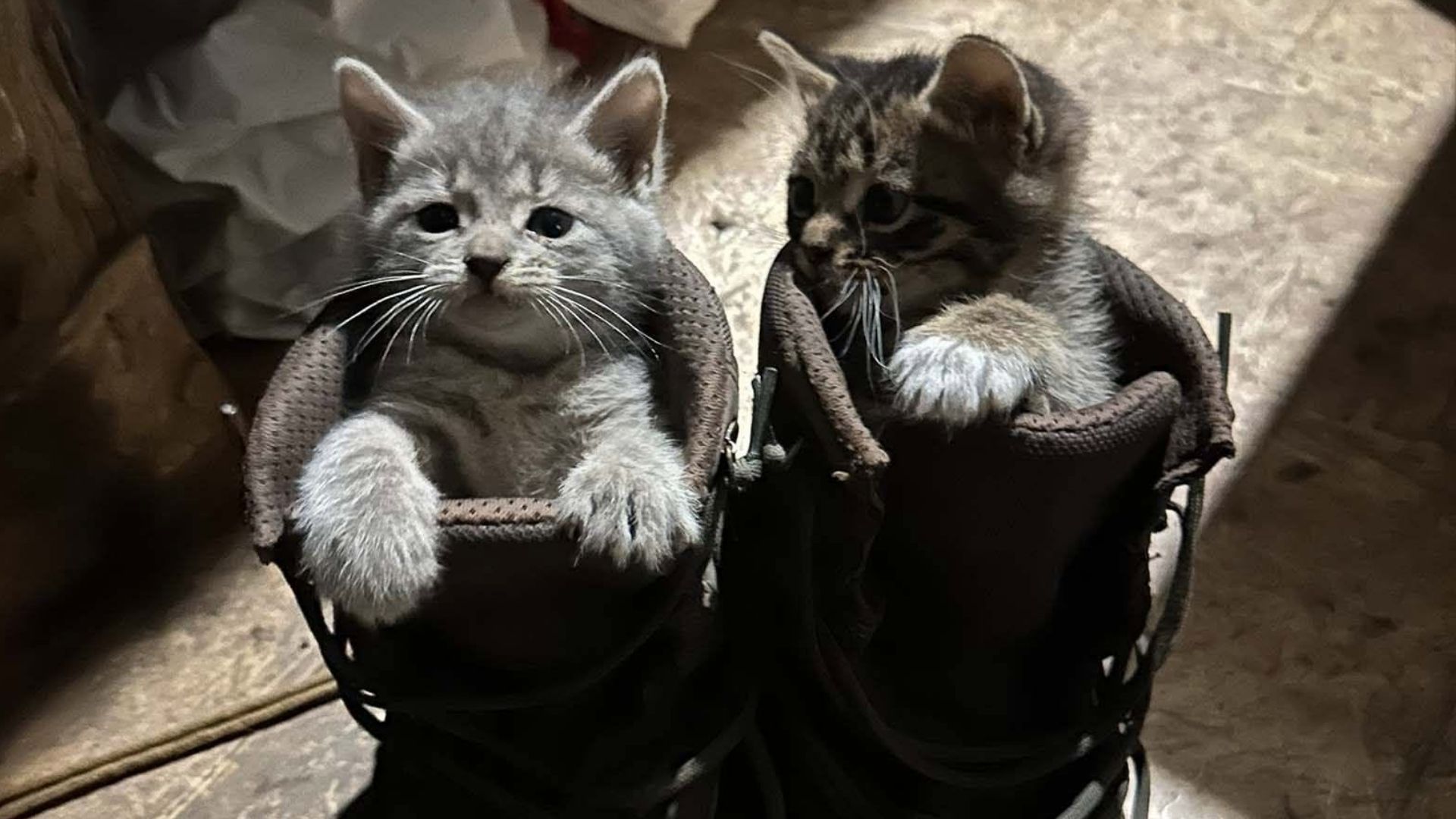 Коти в черевиках військового