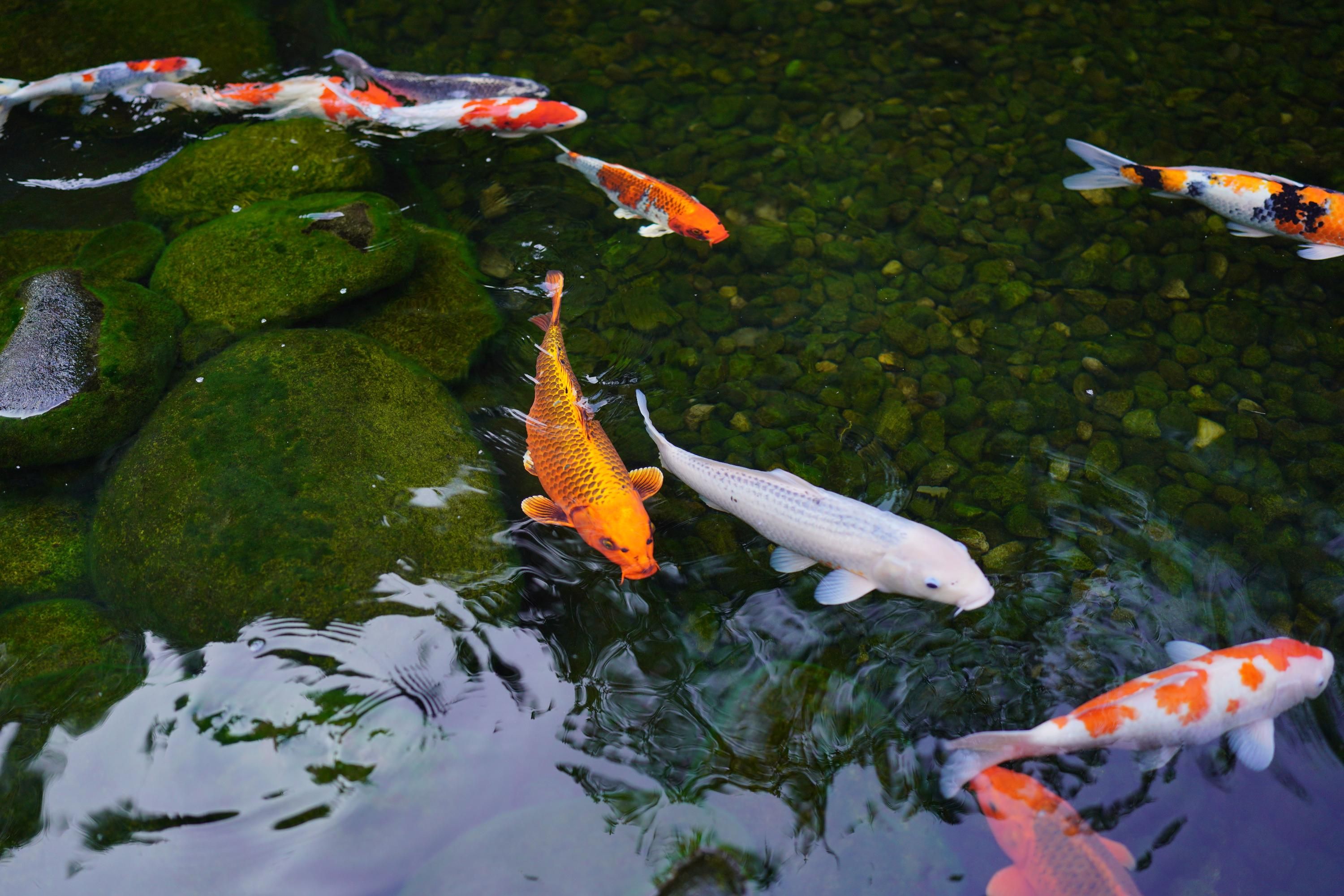 Ставок для риболовлі Ставок для риболовлі