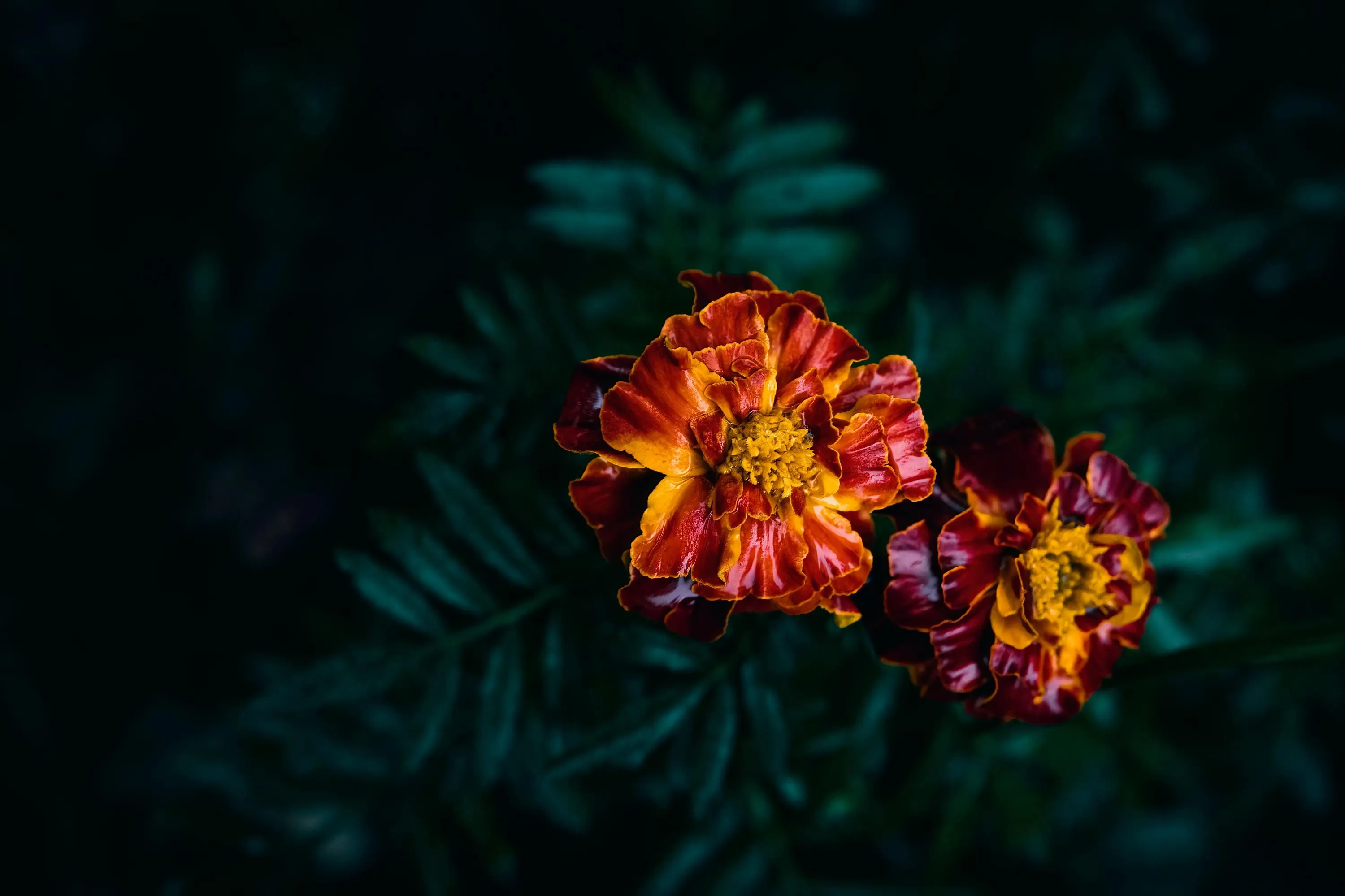 Посадка чорнобривців відлякує кротів / Фото Pexels Посадка чорнобривців відлякує кротів / Фото Pexels