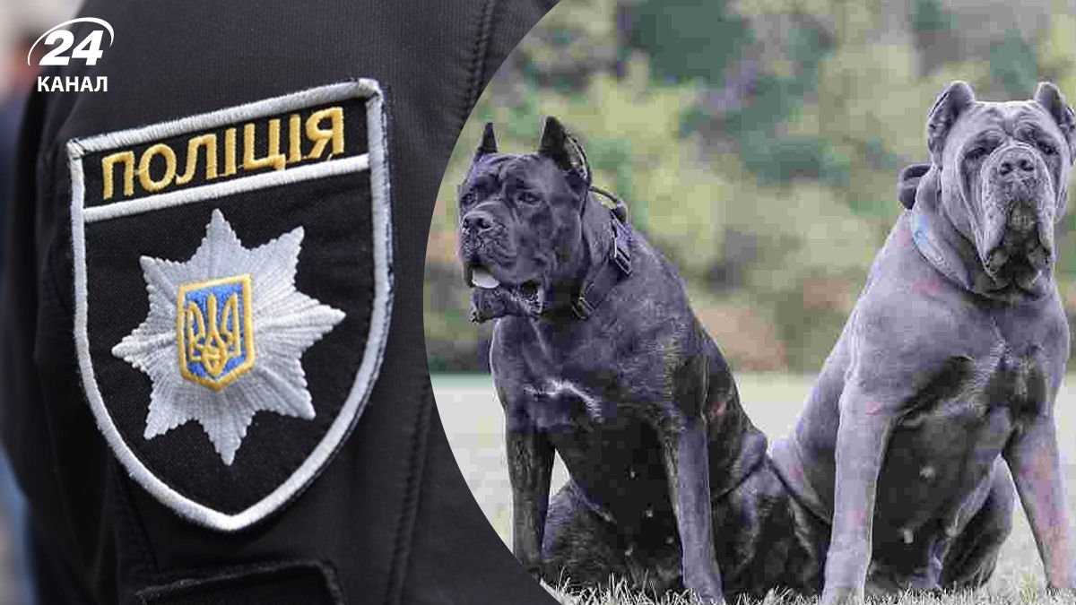 2 кане-корсо загризли літню жінку у Борисполі 2 кане-корсо загризли літню жінку у Борисполі