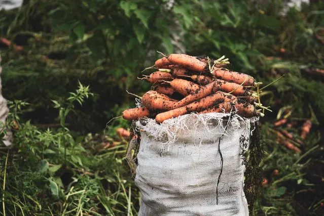 Морковь Морковь