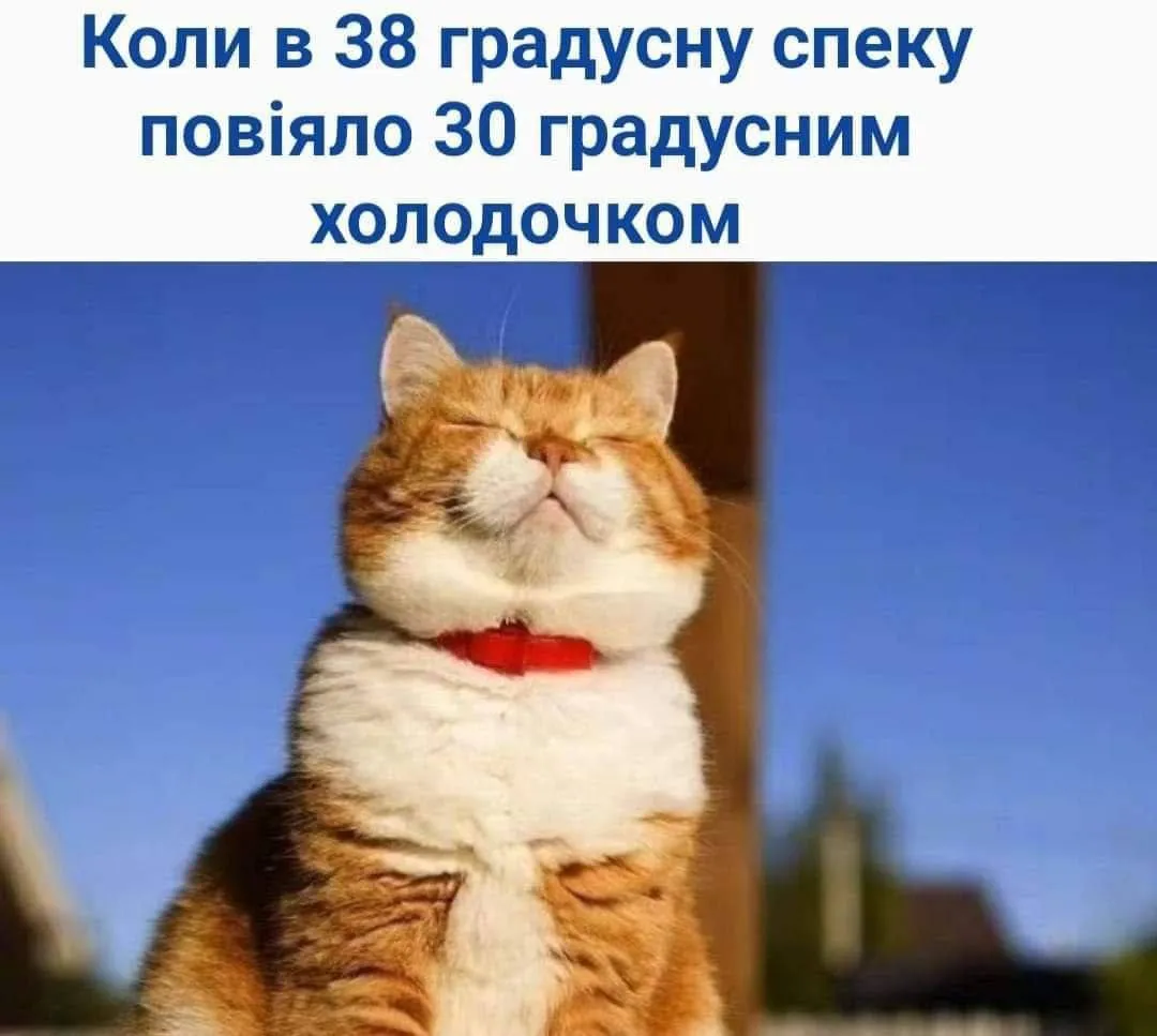 Смішні меми про спеку з котом