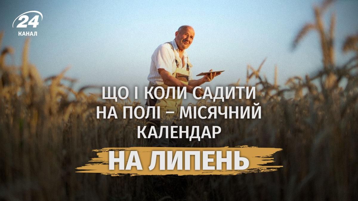 Місячний посівний календар, липень 2026 - що можна садити в полі Місячний посівний календар, липень 2026 - що можна садити в полі