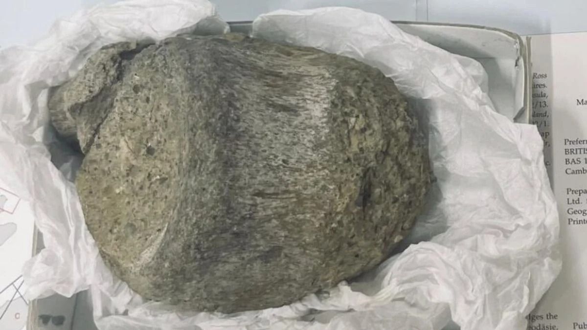Окаменелость динозавра Окаменелость динозавра