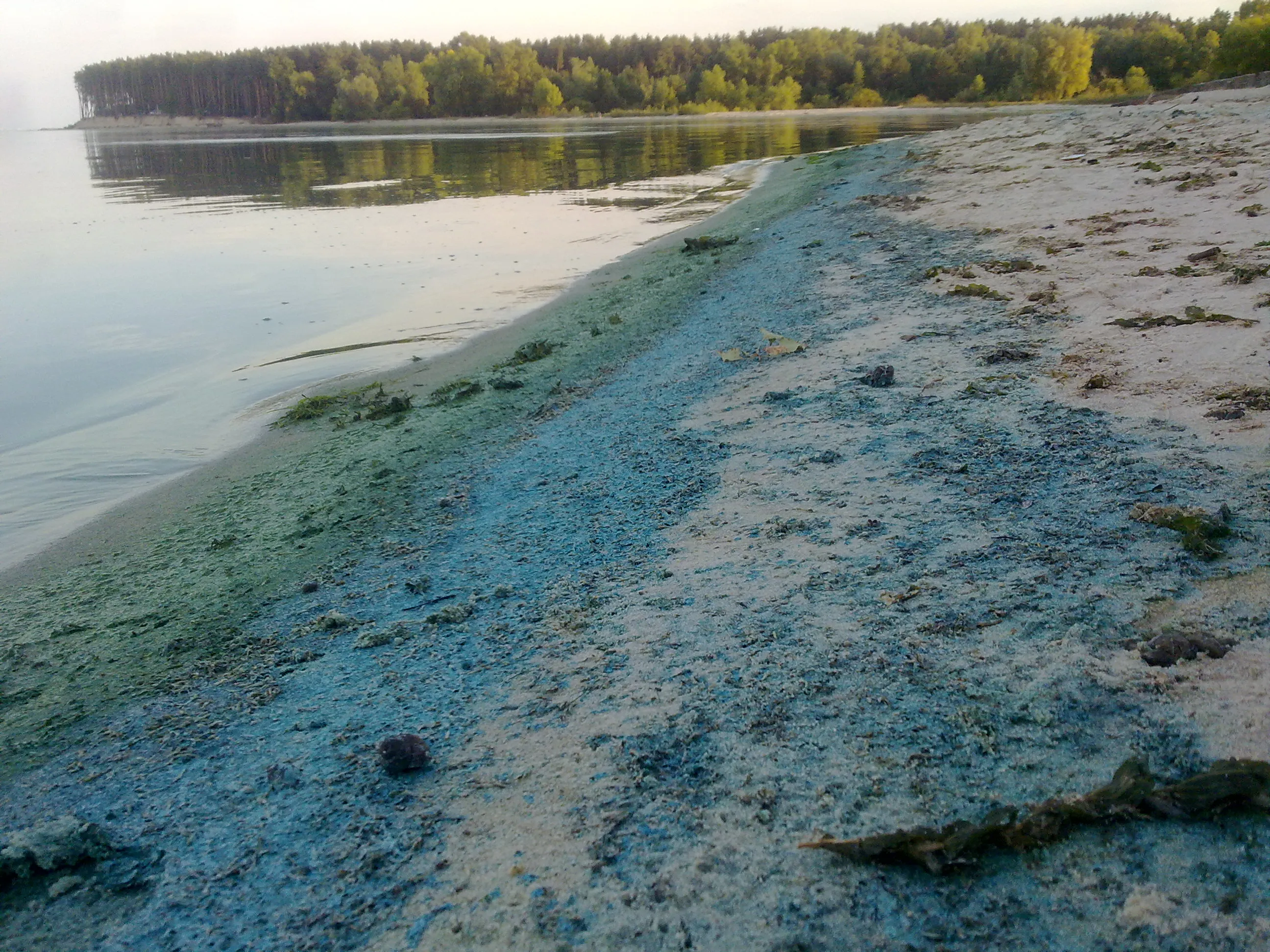 Синьо-зелені водорості / фото Nozhnici Синьо-зелені водорості / фото Nozhnici