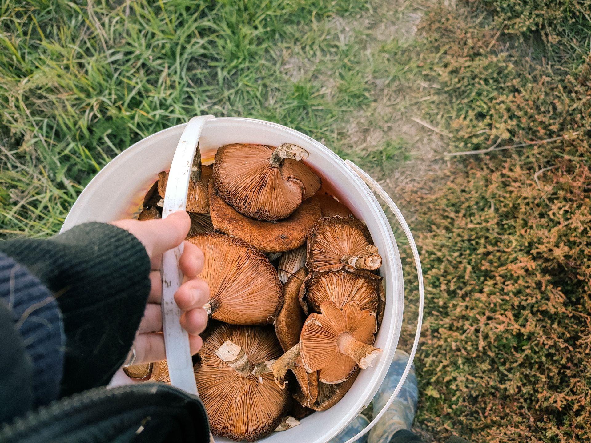 Гриби у відрі Гриби у відрі