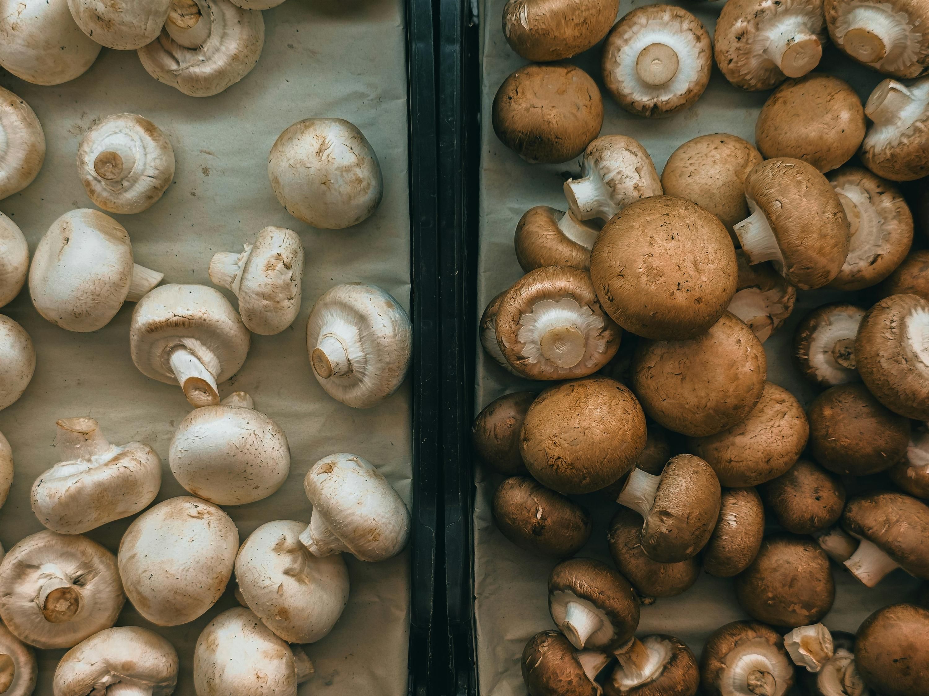 Що таке лісова печериця