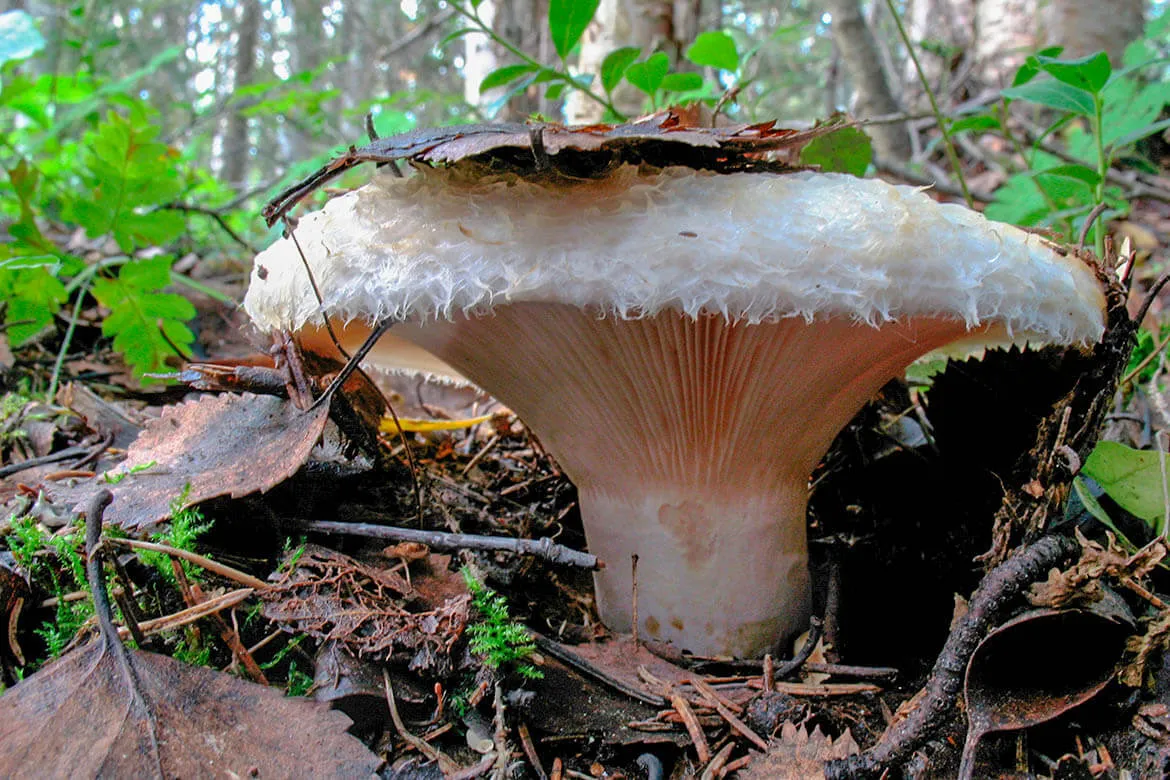Ось так виглядає груздь / Фото Pinterest