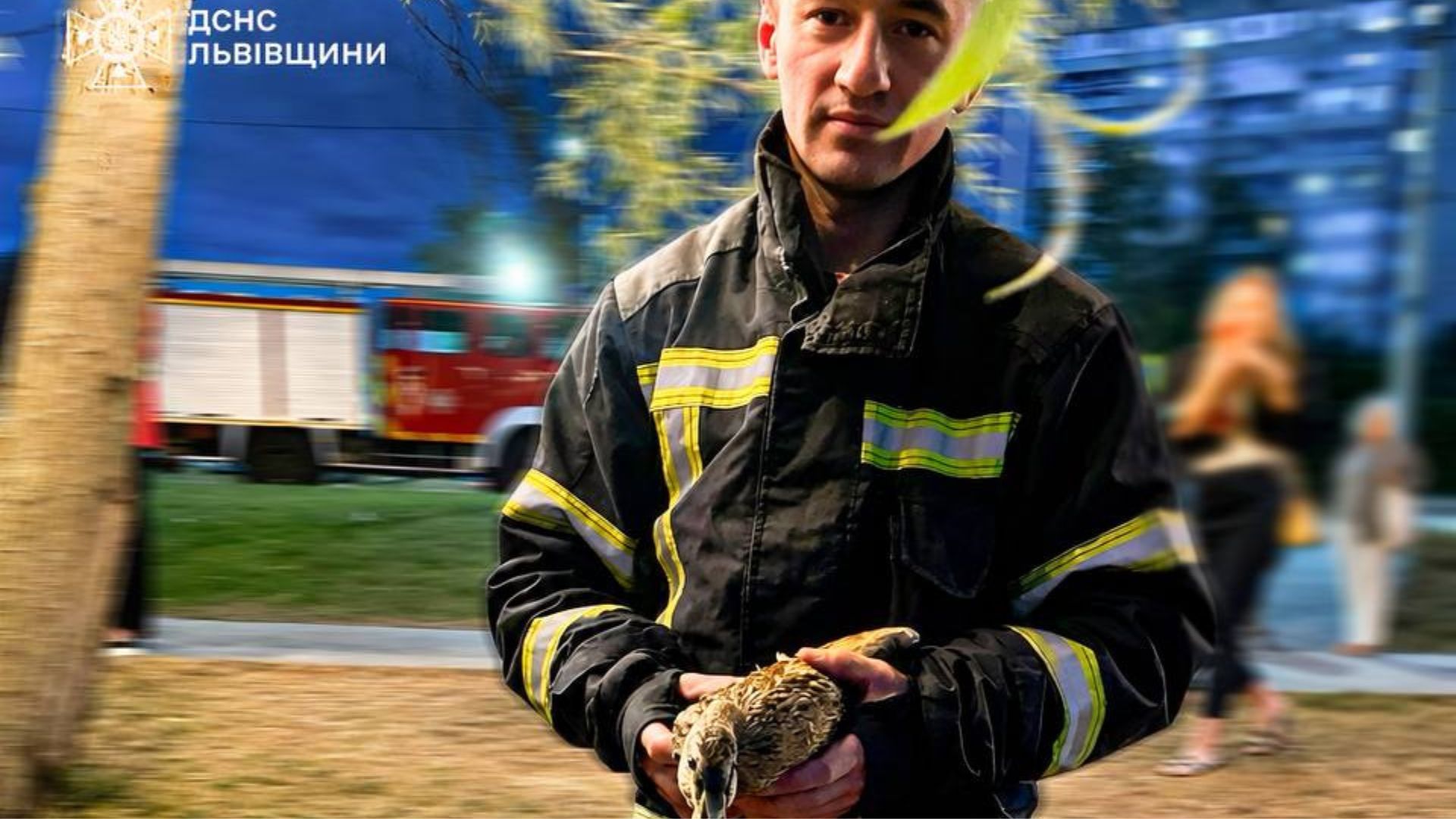 Маленька пригода зі щасливим фіналом: у Львові рятувальники визволили качку із пастки