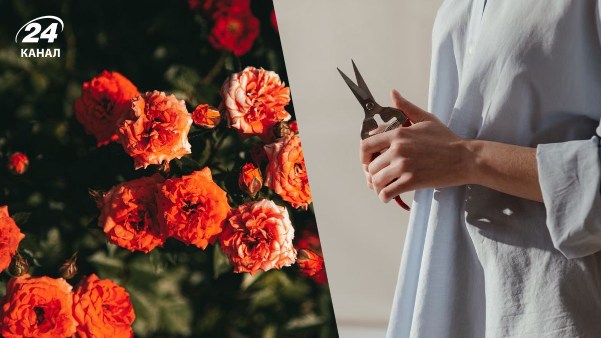 Женщина с секатором и розы