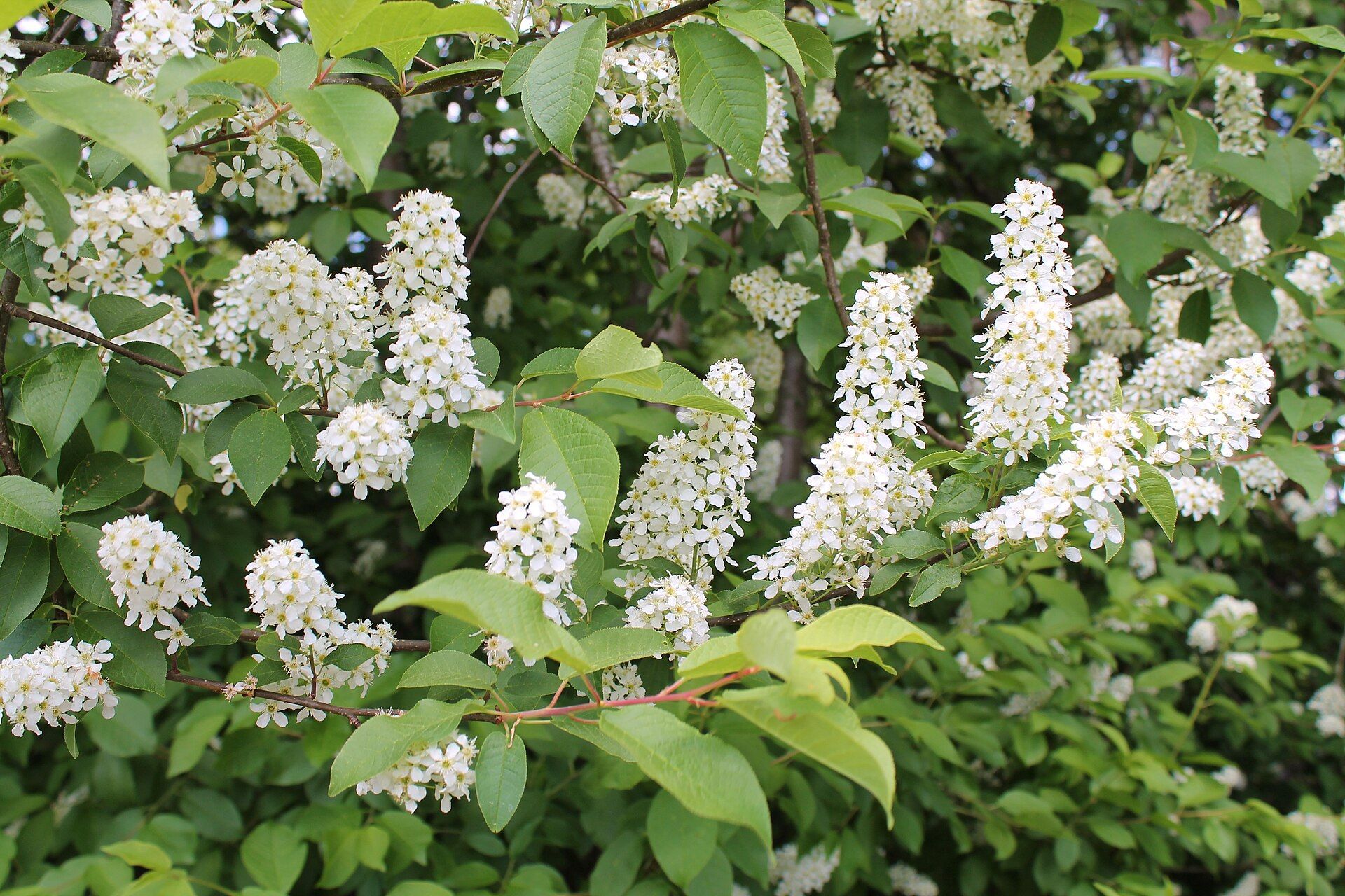 Черемуха на украинском языке 