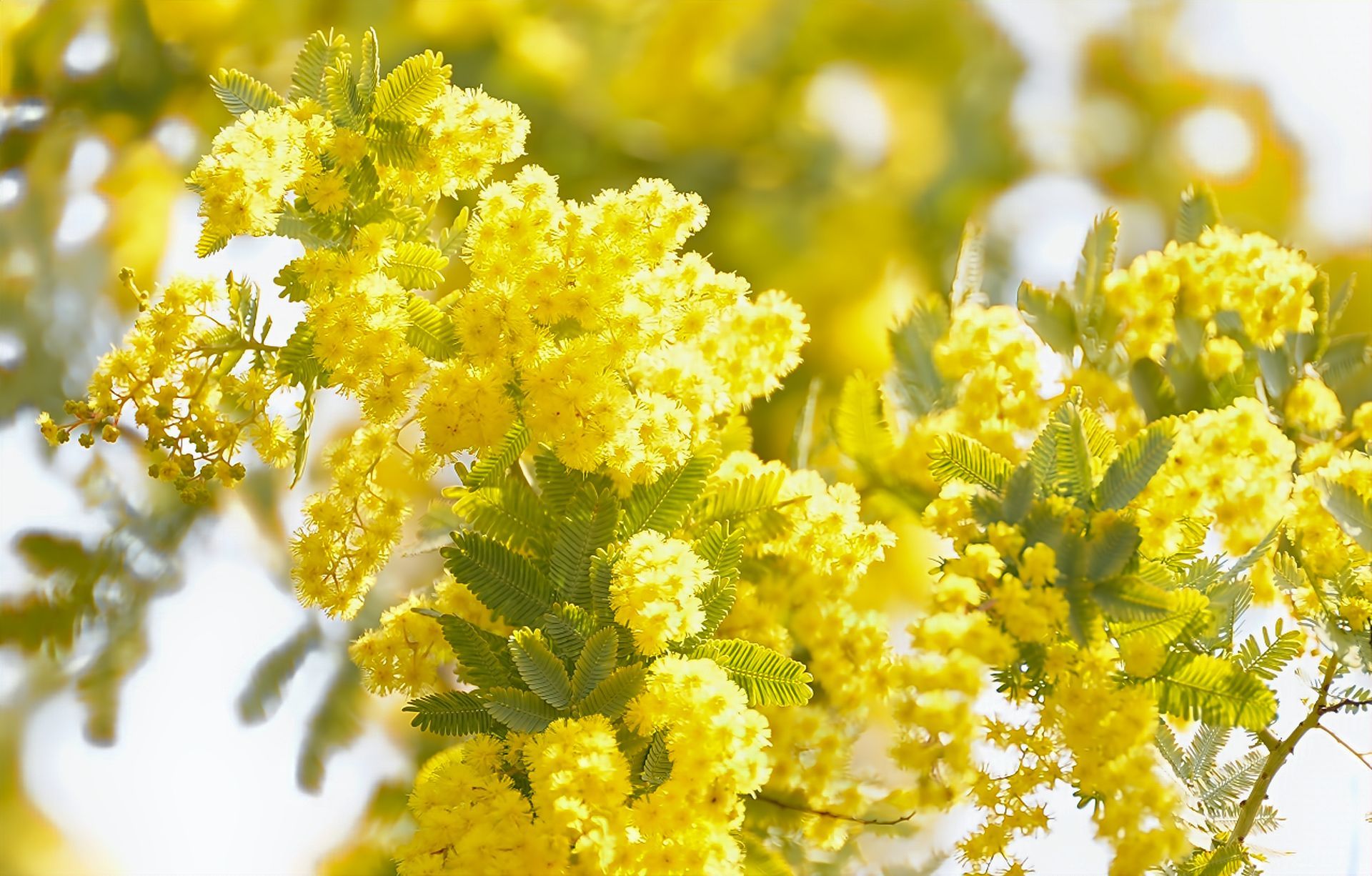 Цвітіння мімози
