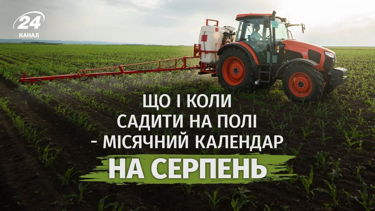 Лунный посевной календарь, август 2026 года – что можно сажать в поле Лунный посевной календарь, август 2026 года – что можно сажать в поле