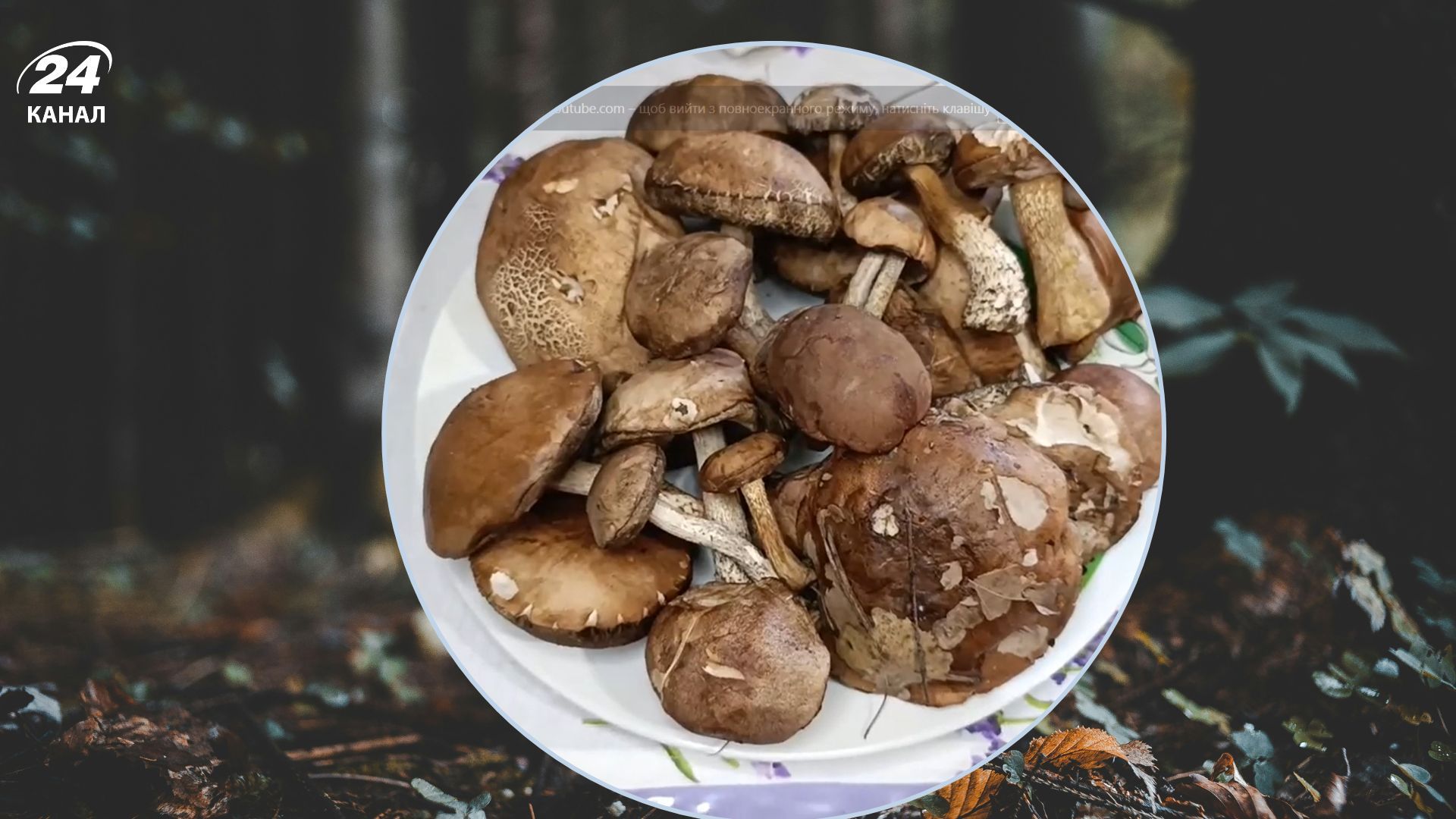 Як приготувати підберезники