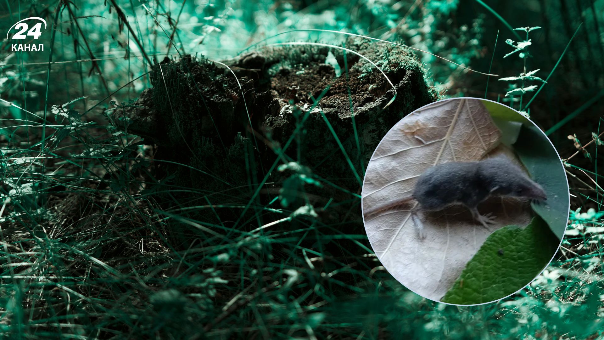 Кого згайшли у поліському лісі Кого згайшли у поліському лісі