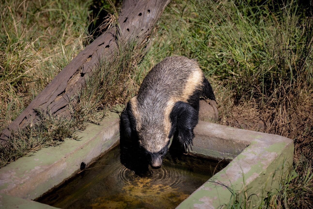 Смельчак, который грабит львов