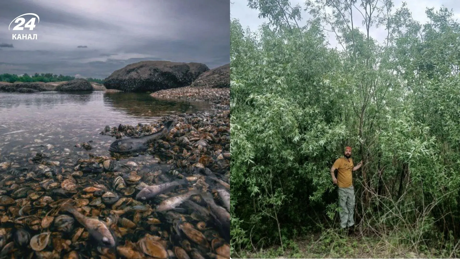 Унікальний ліс