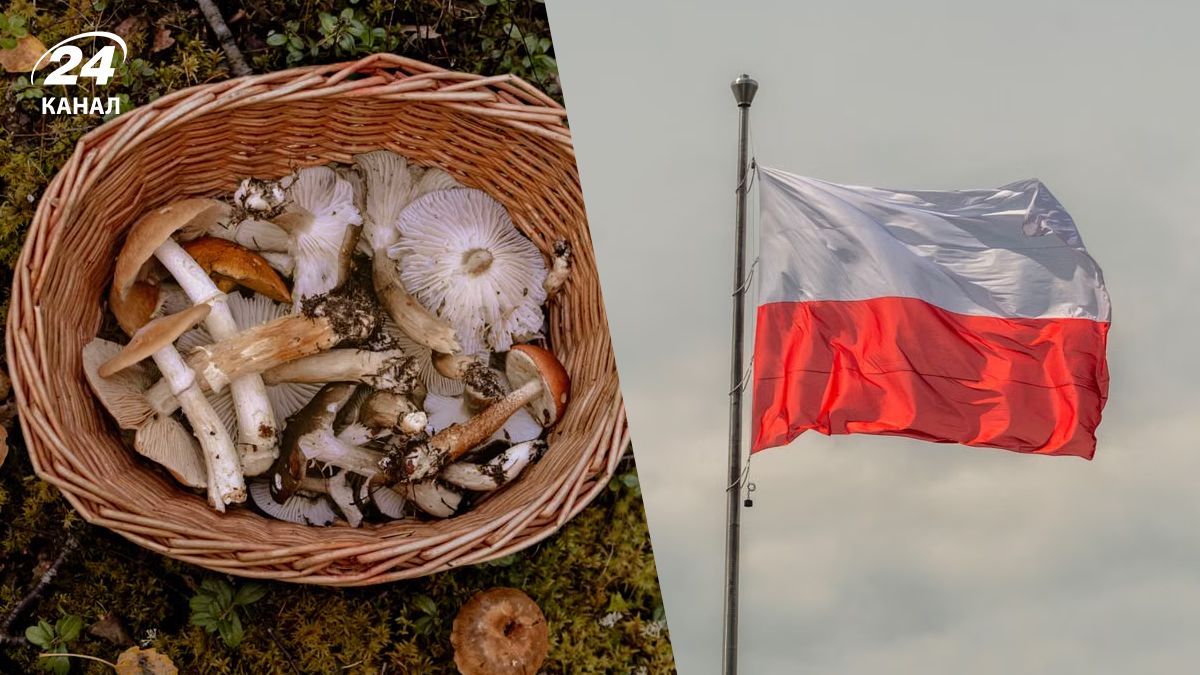 Осенние грибы в Польше Осенние грибы в Польше
