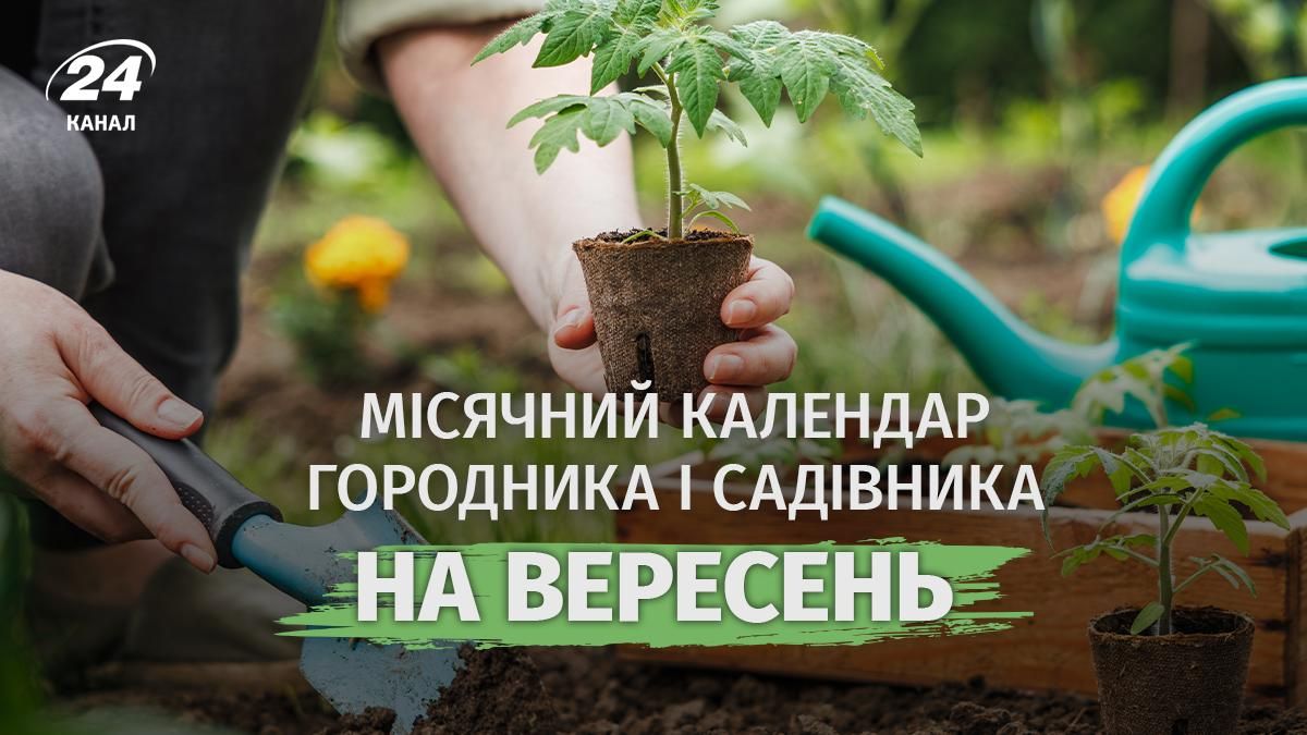 Календар городника і садівника на вересень Календар городника і садівника на вересень