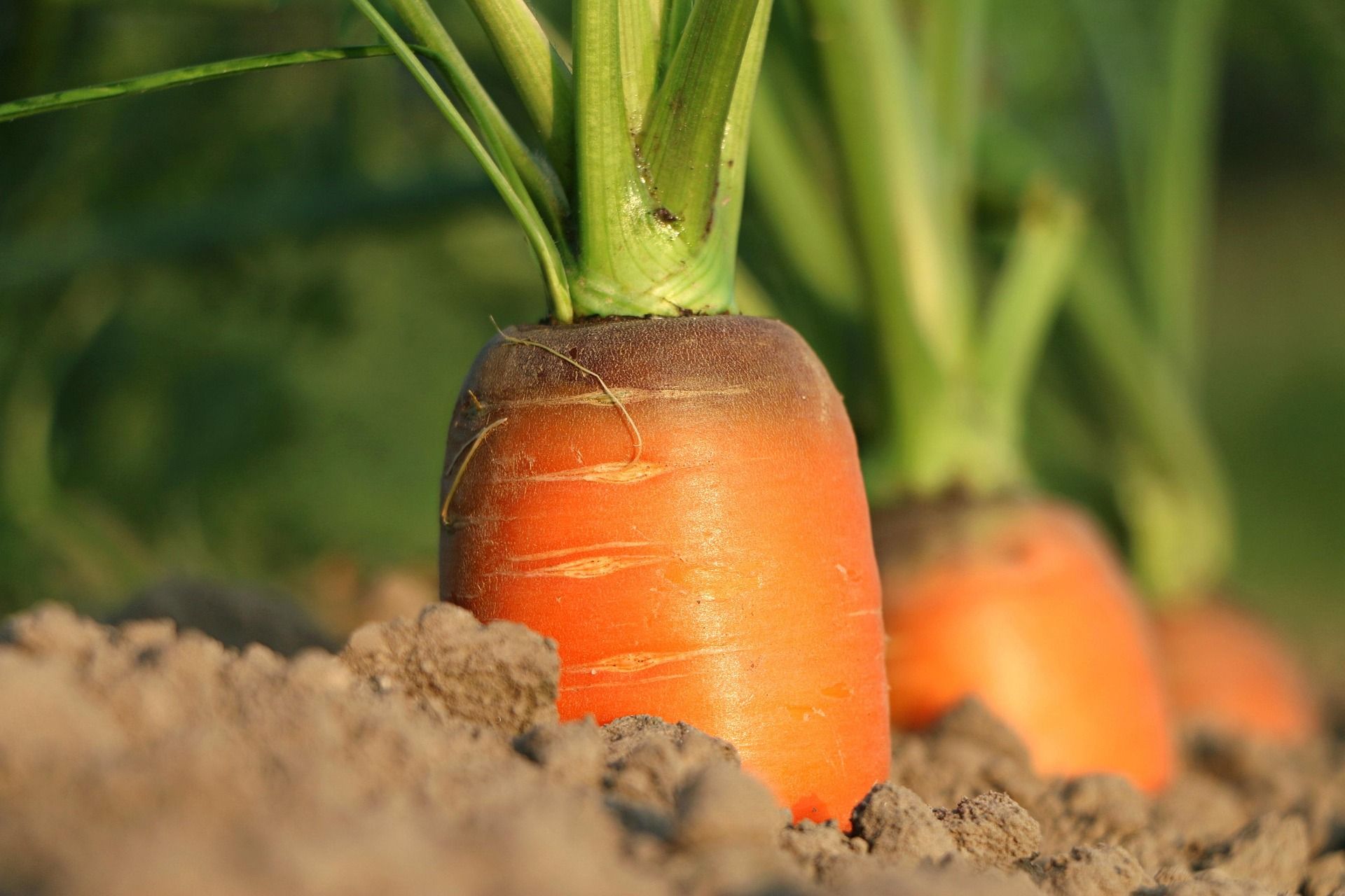 Морковь будет как с грядки Морковь будет как с грядки