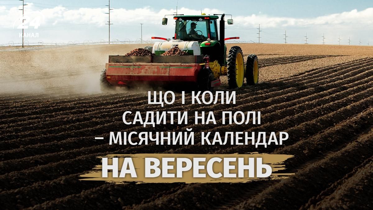 Що і коли садити на полі у вересні Що і коли садити на полі у вересні