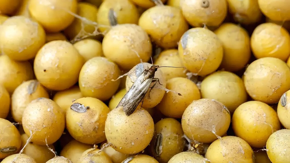 Продукти заражені міллю краще викидати / Фото Pexels Продукти заражені міллю краще викидати / Фото Pexels