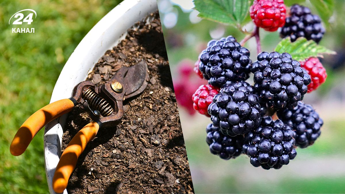 Зріжте це восени – і ожина віддячить щедрим урожаєм: які пагони прибрати