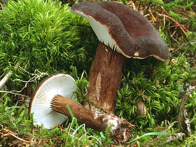 Lactarius lignyotus / фото Pilzvereins der Region Baden