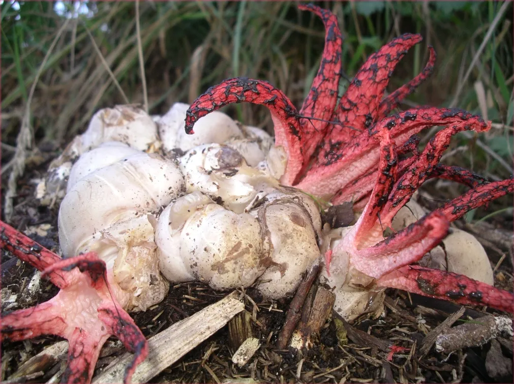 Clathrus archeri / фото de:Benutzer:Oilys