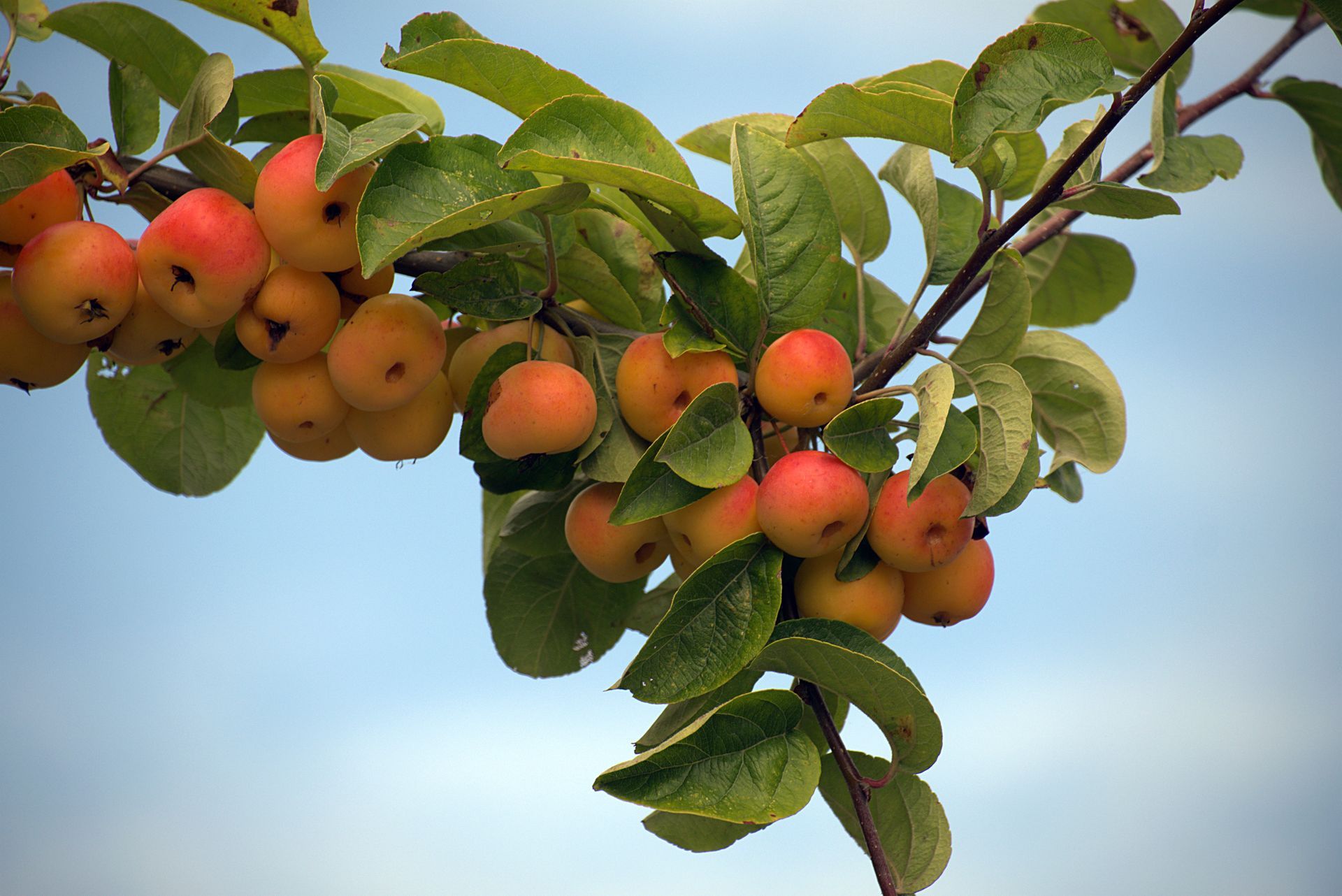 Яблуня Яблуня