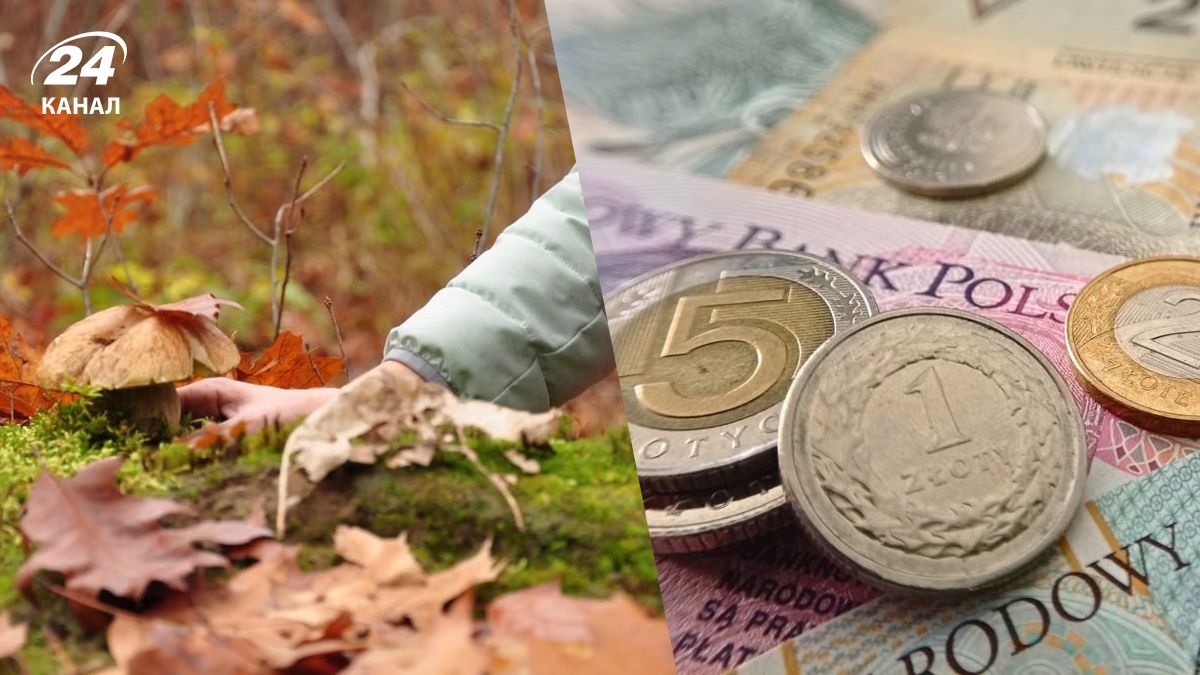 У Польщі можуть оштрафувати за збір грибів
