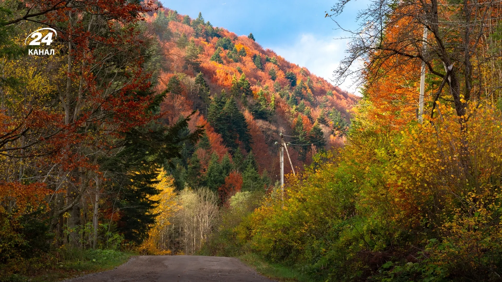 Найчастіше білі гриби ростуть у Карпатах / фото Canva Найчастіше білі гриби ростуть у Карпатах / фото Canva