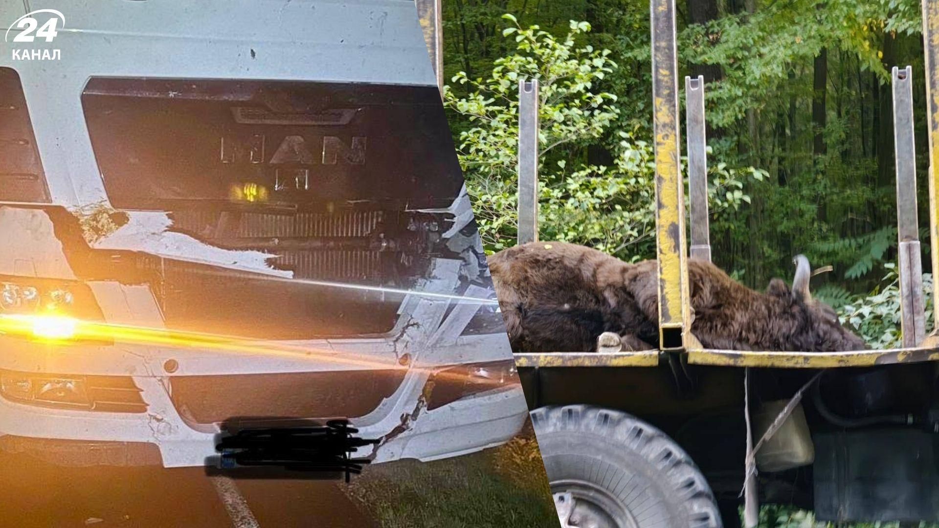 Во Львовской области грузовик насмерть сбил 700-килограммового зубра, занесенного в Красную книгу