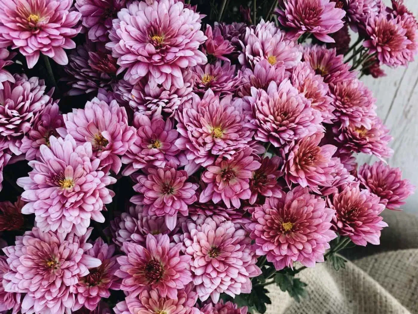 Пінопласт у горщику збереже свіжість квітів / Фото Pexels Пінопласт у горщику збереже свіжість квітів / Фото Pexels