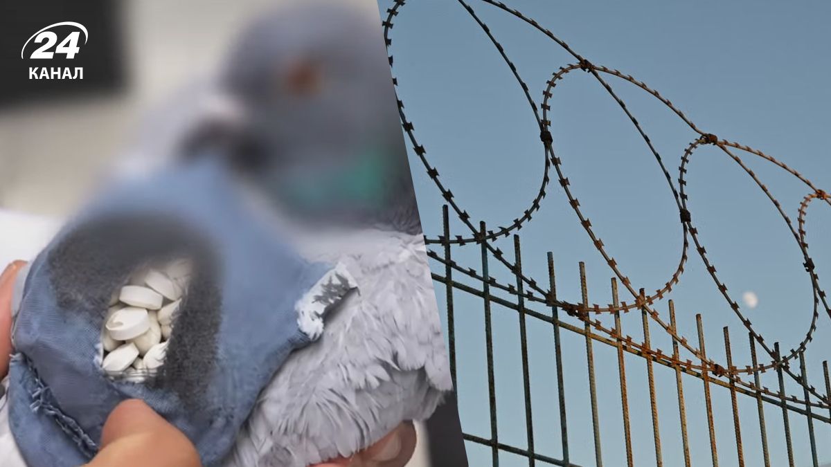 Голубь с контрабандой на границе Голубь с контрабандой на границе