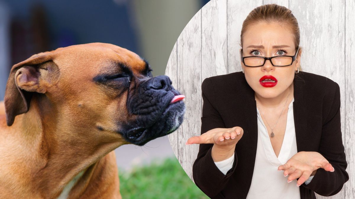 Коллаж. Удивленная девушка и собака