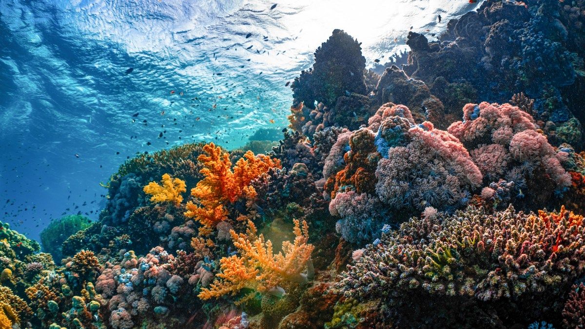 Під водами Мексиканської затоки сталося масове вимирання Під водами Мексиканської затоки сталося масове вимирання