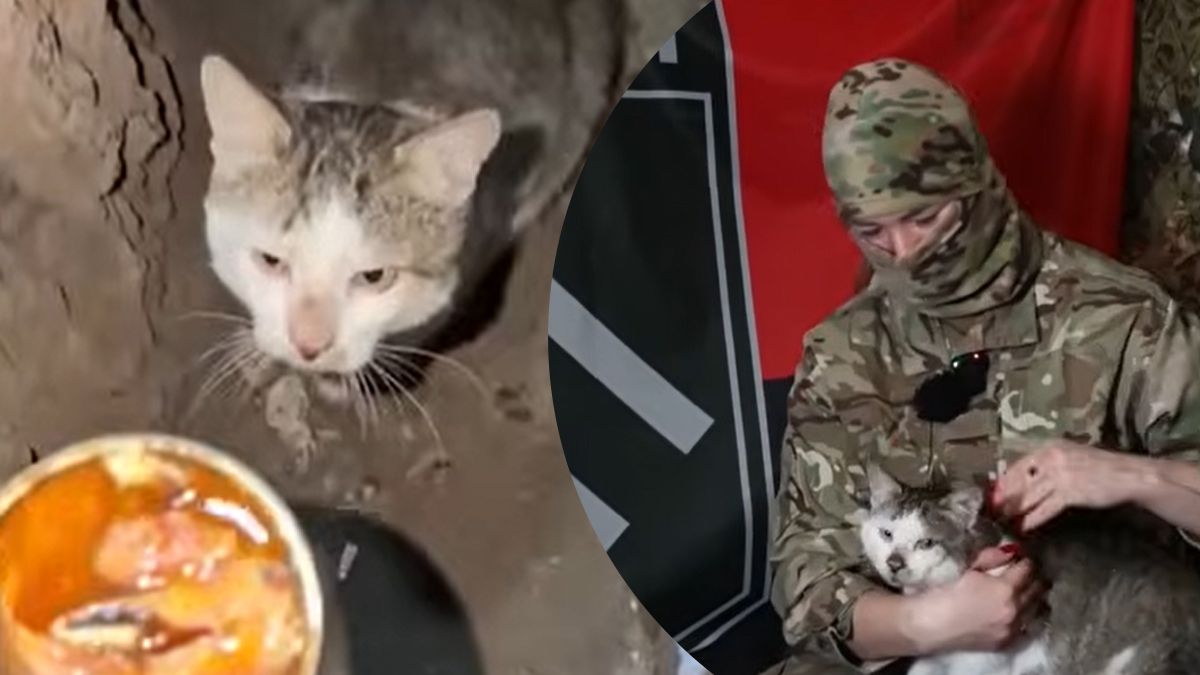 Військові евакуювали котика за допомогою НРК на Харківщині: деталі унікальної операції