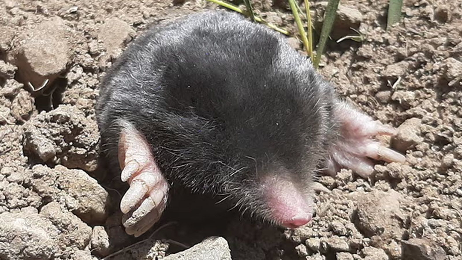 Кроти покинуть подвір'я навіть взимку: повторіть один простий крок
