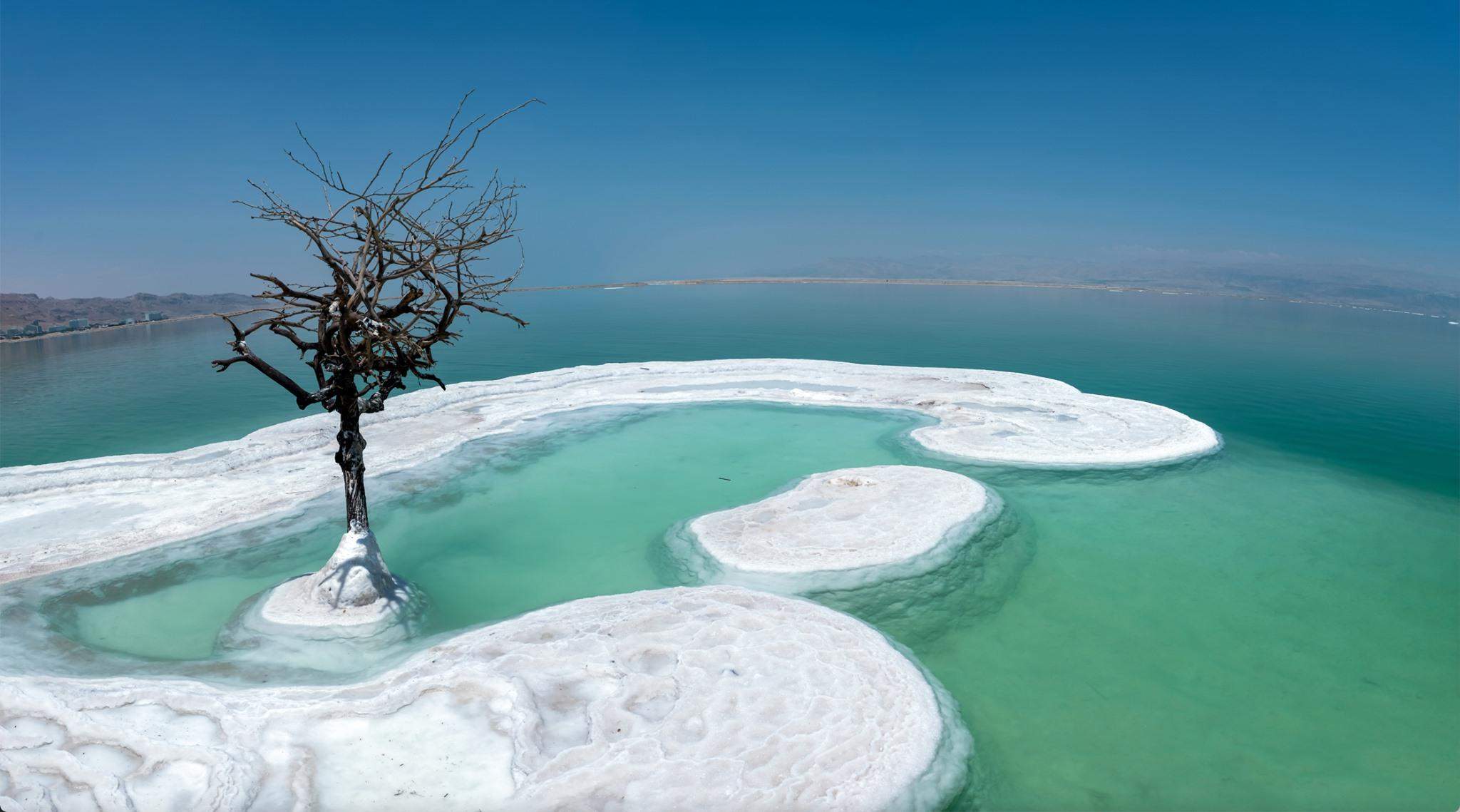 Эти деревья живут в соленой воде. Соляные острова в Мертвом море. Дерево в Мертвом море. Дерево посреди мертвого моря.