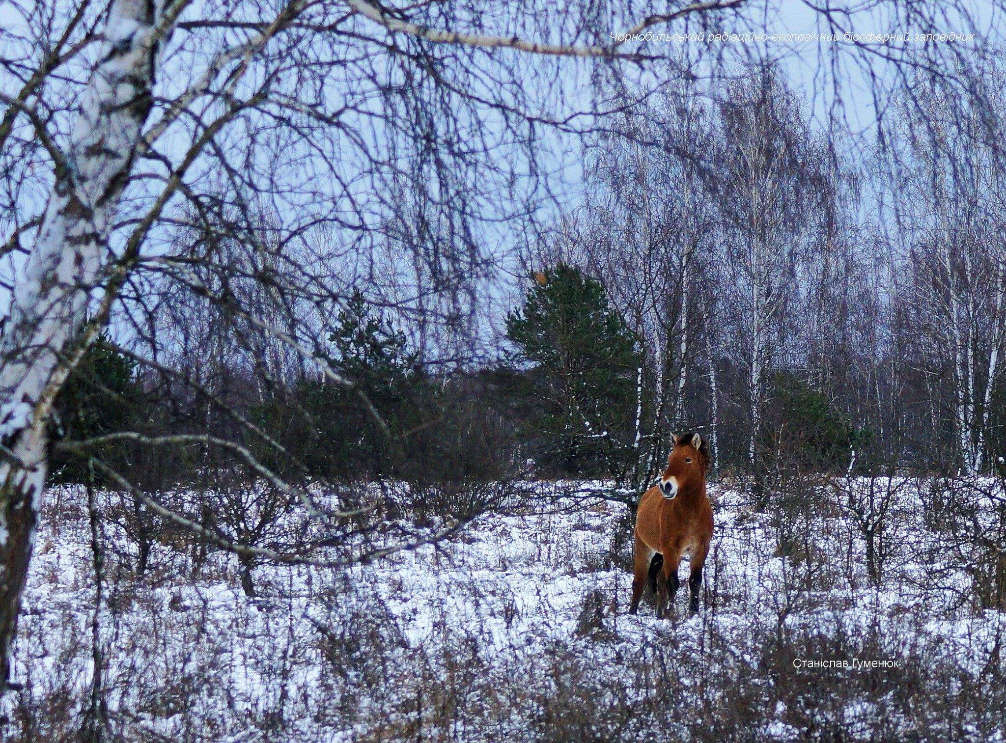 Коні Пржевальського у Чорнобильській зоні
