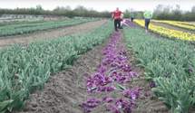 Тюльпанові поля на Буковині закриті, квіти зривають і кидають просто під ноги – відео