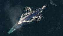 Вблизи Антарктиды обнаружили увеличение количества синих китов