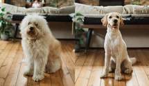 20 примеров, когда стрижка изменила собак до неузнаваемости: владельцы шокированы – смешные фото