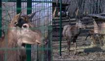 У Краматорську врятували благородного оленя: тварина потрапила у пастку браконьєрів