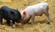 Украина запретила импорт свиней из ЕС: причина и как это повлияет на цену