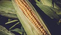 Урожаю кукурудзи в Україні пророкують рекорд