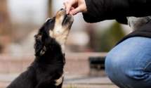 Как дать собаке таблетку: добровольный и принудительный способы