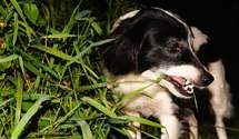 Почему собаки едят траву и когда из-за этого стоит беспокоиться